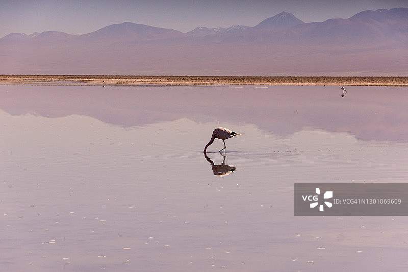 安第斯火烈鸟及其在智利阿塔卡马盐湖Chaxa泻湖中的倒影图片素材