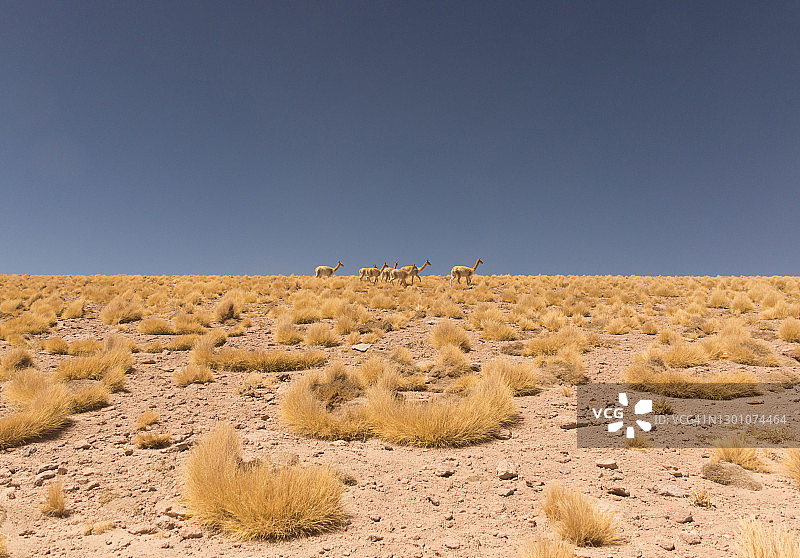 智利阿塔卡马沙漠的骆马图片素材