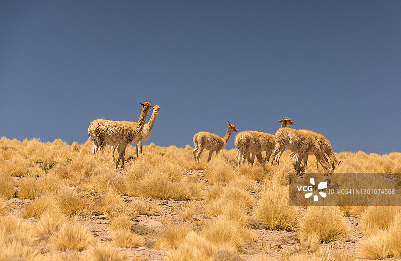 智利高原上的原驼群图片素材