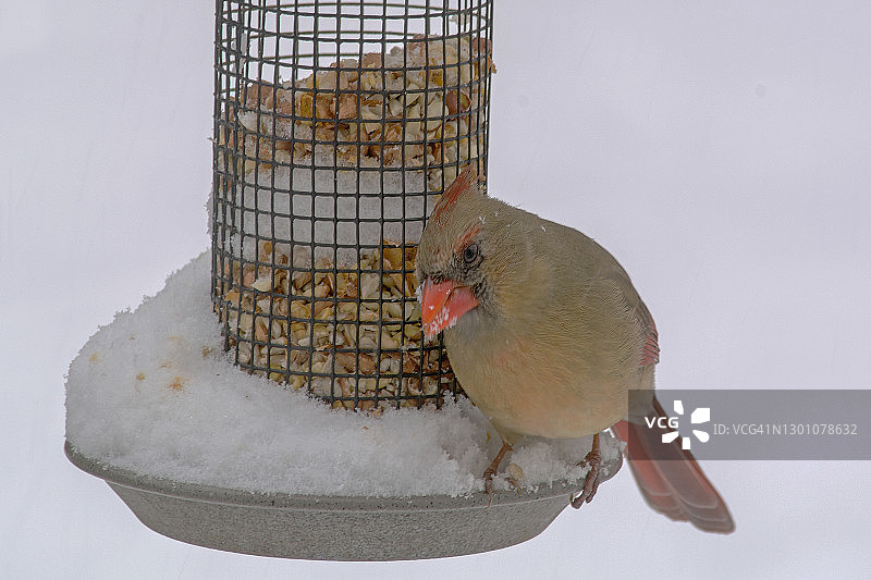 雪地喂食器上的北美红雀图片素材