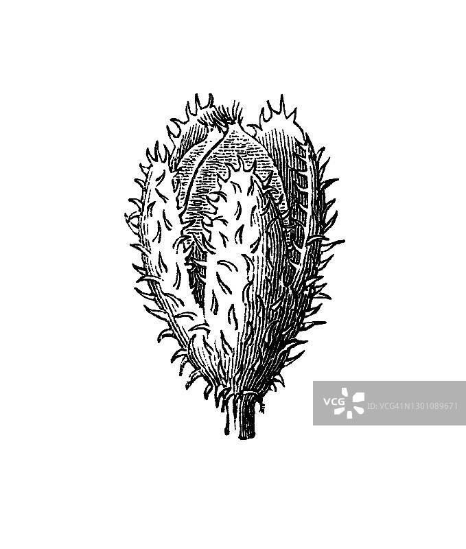 欧洲山毛榉老式版画图片素材