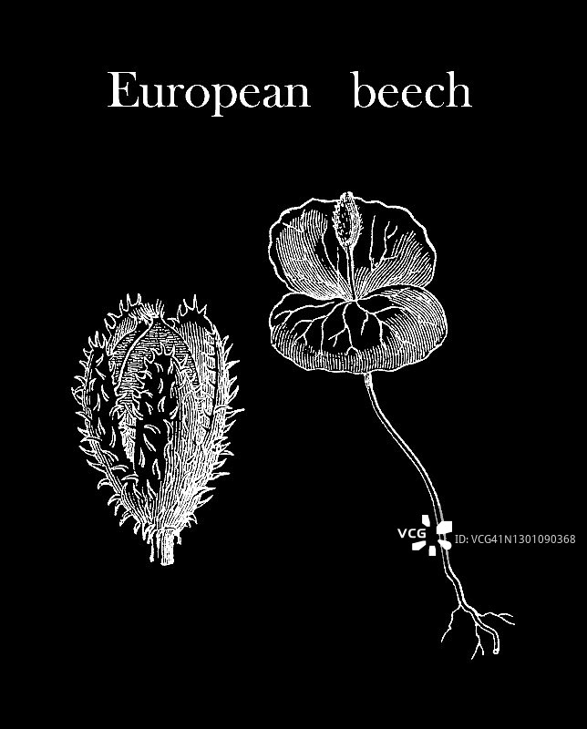 欧洲山毛榉老式版画图片素材