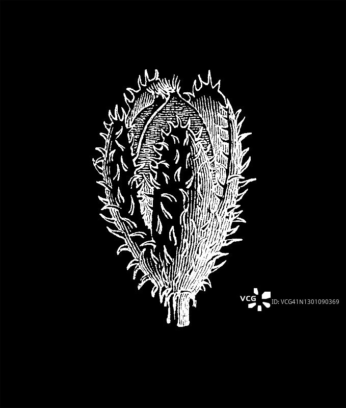 欧洲山毛榉老式版画图片素材