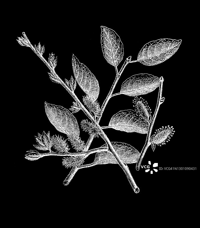 古代山羊柳、猫柳或大柳雕刻插图图片素材