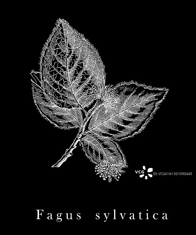 欧洲山毛榉老式版画图片素材