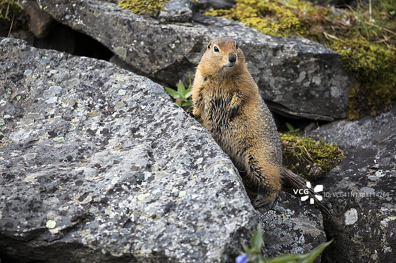 北极地松鼠图片素材