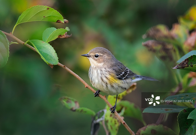 黄腰柳莺图片素材
