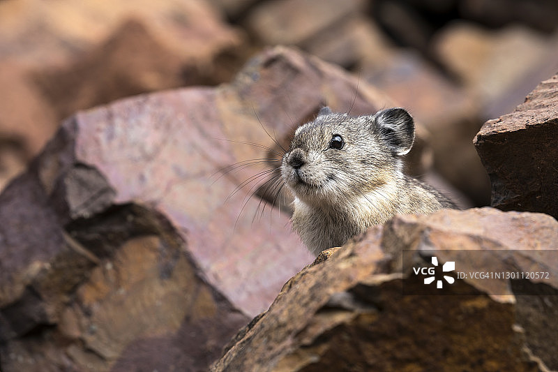 领鼠兔图片素材