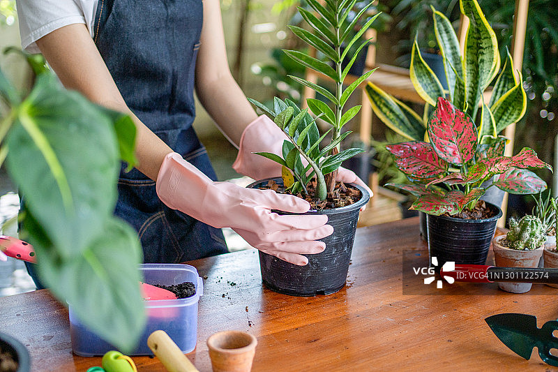 女人手部特写：种植和在花盆里放土图片素材