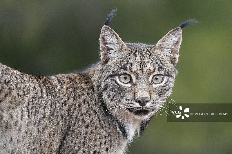 伊比利亚猞猁图片素材