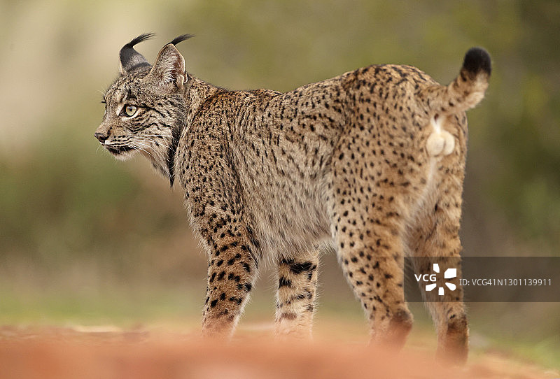 伊比利亚猞猁图片素材