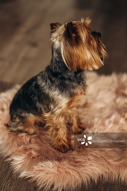 坐在垫子上的英俊年轻约克夏犬图片素材
