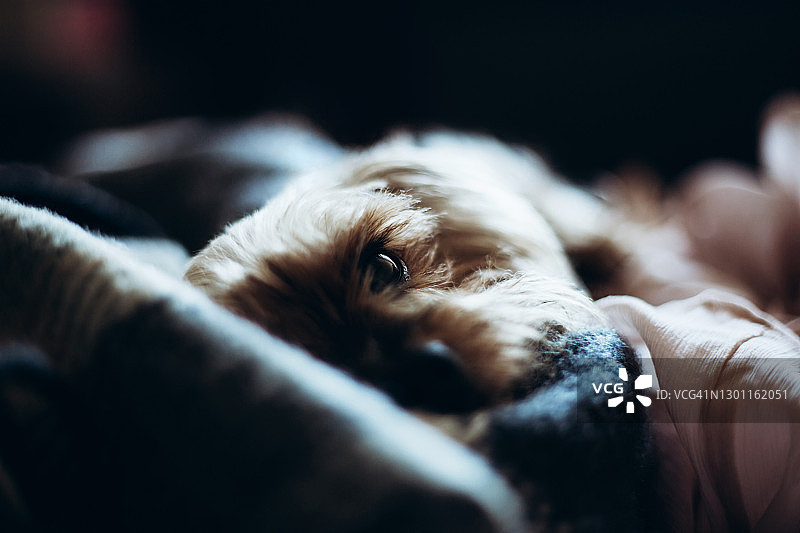 躺在沙发上的美丽约克夏犬图片素材