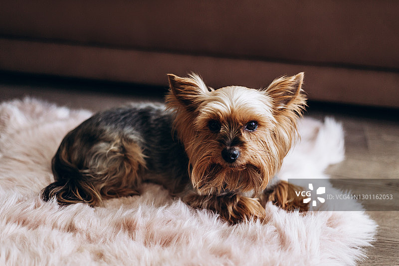 躺在粉色垫子上的约克夏犬图片素材