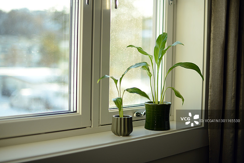 窗台上的两盆绿色白鹤芋盆栽图片素材