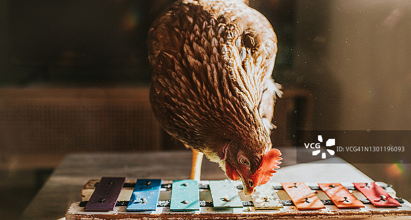 鸡在演奏彩色铁琴图片素材