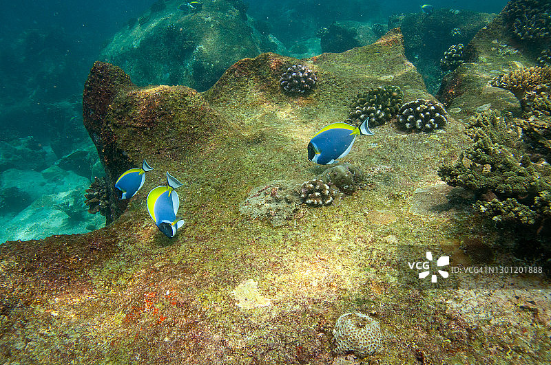 蓝魔吊（Acanthurus leucosternon）食用珊瑚上的藻类图片素材