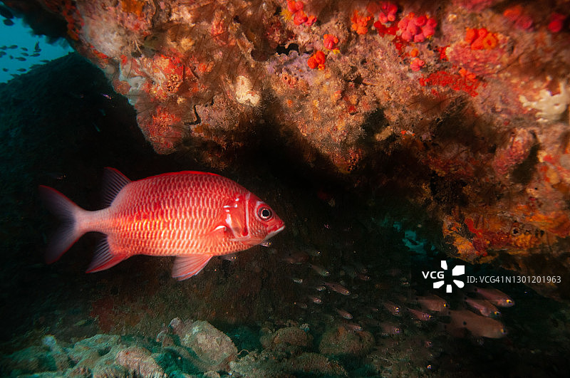 珊瑚礁下的红松球鱼图片素材