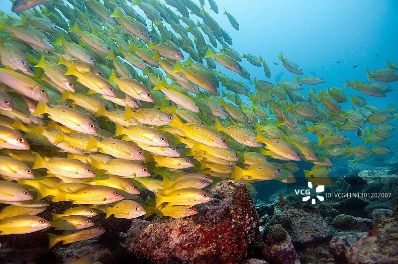 黑斑鲷（Lutjanus fulviflamma），塞舌尔图片素材