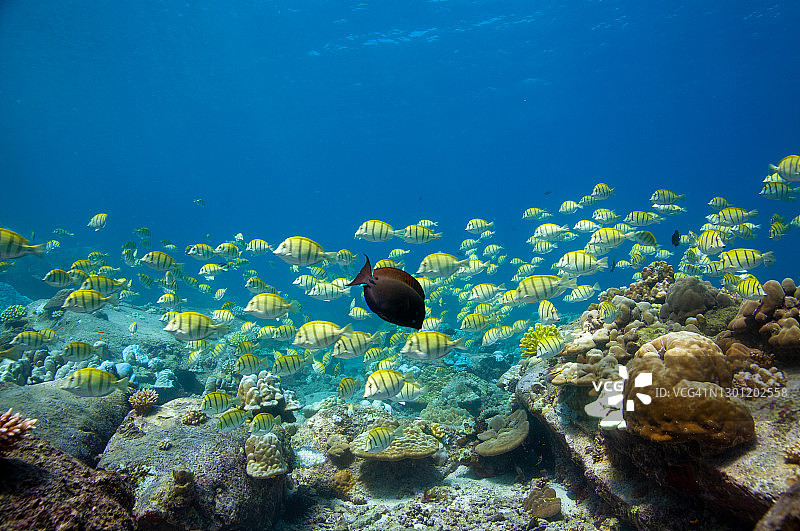 黄色 convict tangs 鱼群，塞舌尔图片素材