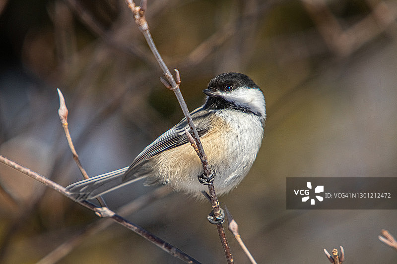 冬季的黑头山雀图片素材