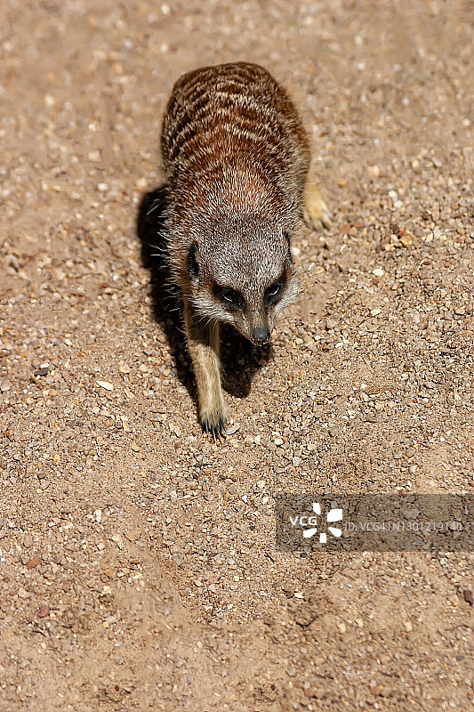 河床上的狐獴图片素材