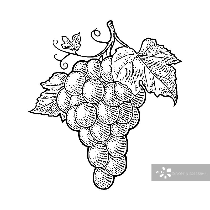 带有浆果和叶子的葡萄串，复古雕刻矢量图图片素材