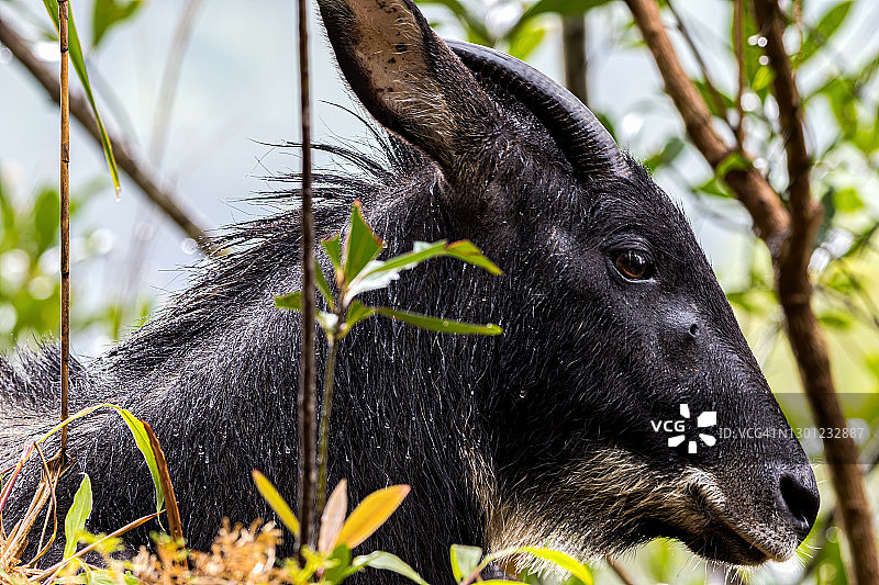 苏门答腊鬣羚图片素材
