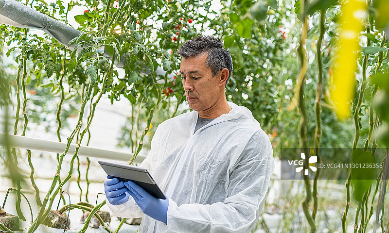 科学家在水培番茄农场做笔记图片素材