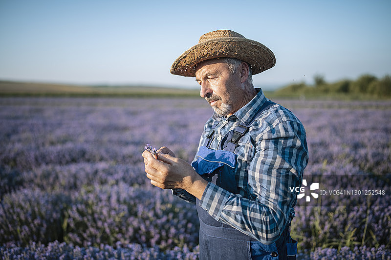 农民检查薰衣草田的质量图片素材