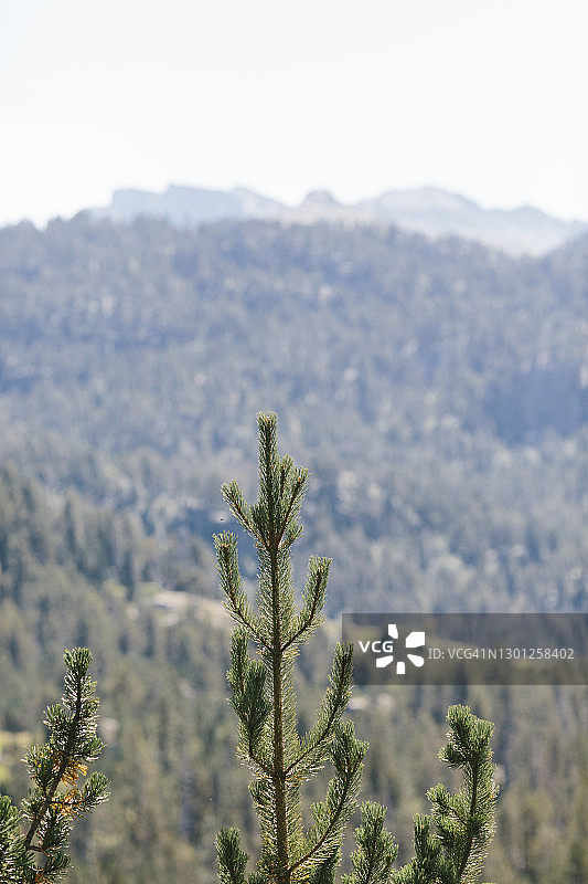 山脉背景下的松树顶部图片素材