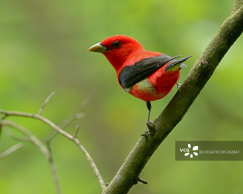 鲜红色的猩红比蓝雀图片素材