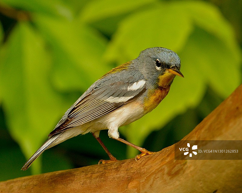 宾夕法尼亚州迁徙期间的北方 Parula图片素材