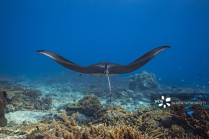 蝠鲼在清澈的蓝色海洋中的珊瑚礁上游动图片素材