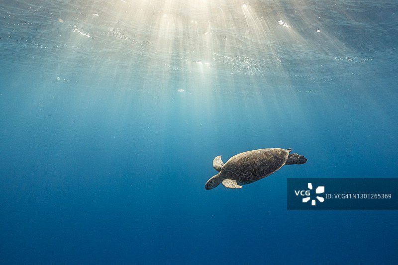 阳光照耀下畅游在清澈蓝色海洋中的绿海龟图片素材
