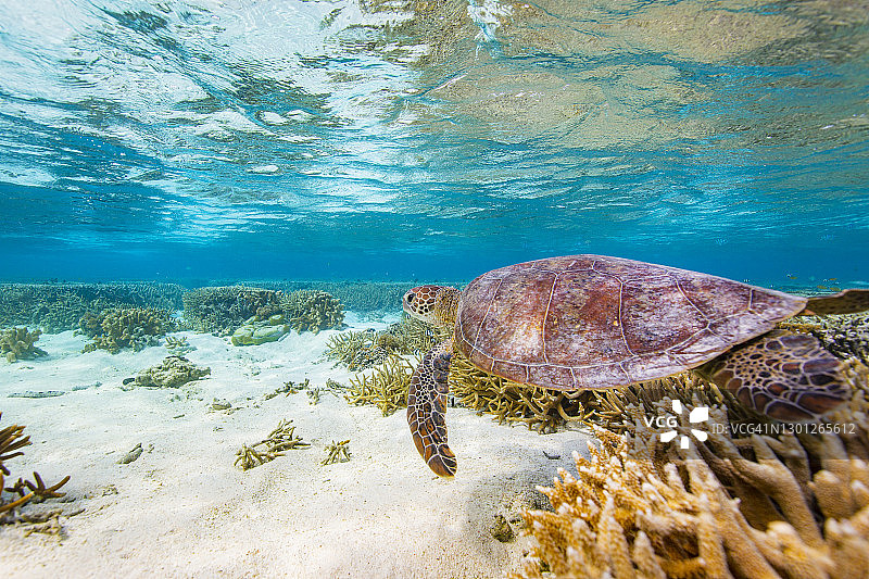海龟畅游在珊瑚礁和沙地上的清澈蓝色海洋图片素材