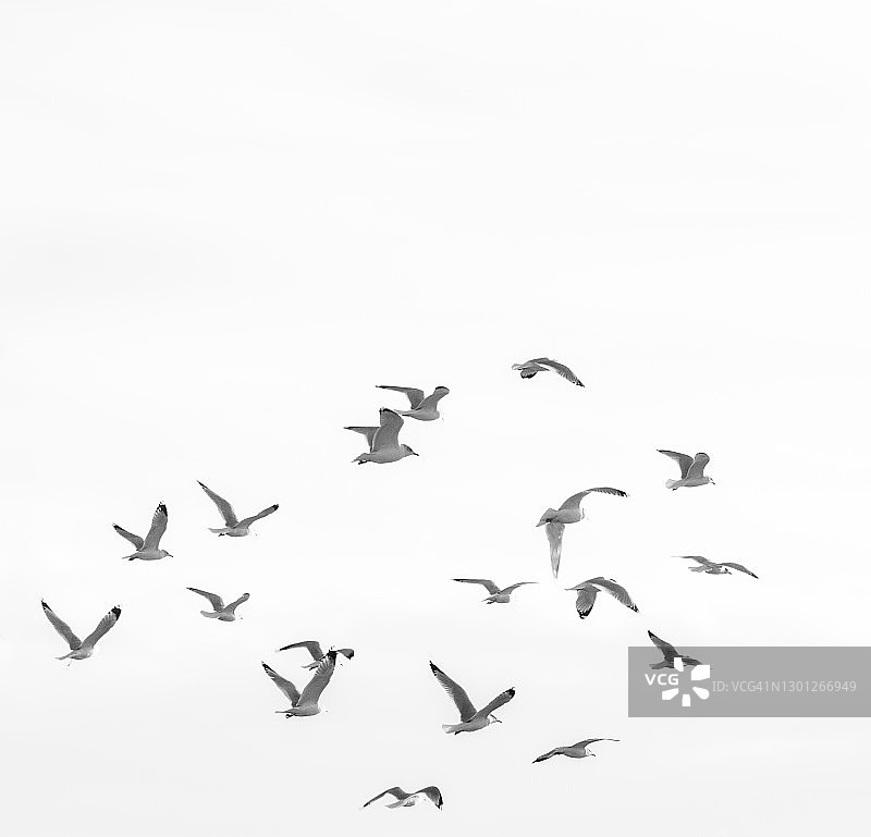 飞翔的海鸥群图片素材