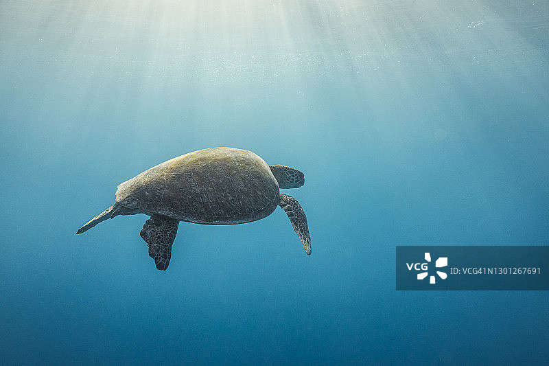 阳光照耀下畅游在清澈蓝色海洋中的绿海龟图片素材
