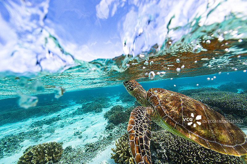 阳光明媚的一天，绿海龟在珊瑚礁和沙地上游泳换气图片素材
