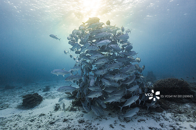 阳光明媚温暖清澈的海洋中成群游动的鱼图片素材
