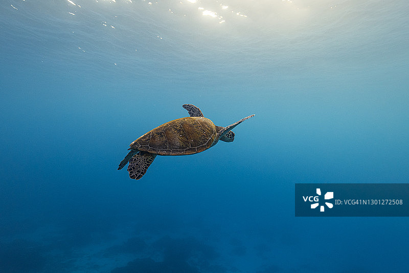 阳光照耀下畅游在清澈蓝色海洋中的绿海龟图片素材