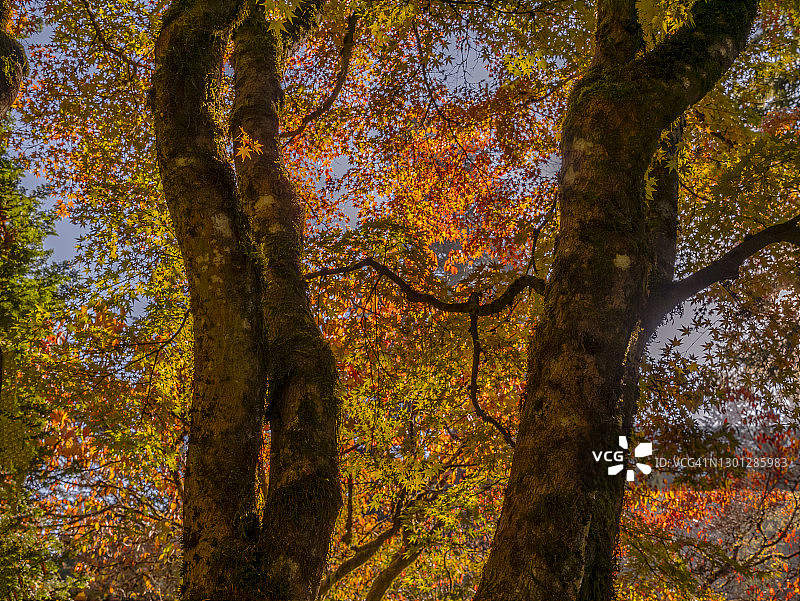 树干与秋叶图片素材