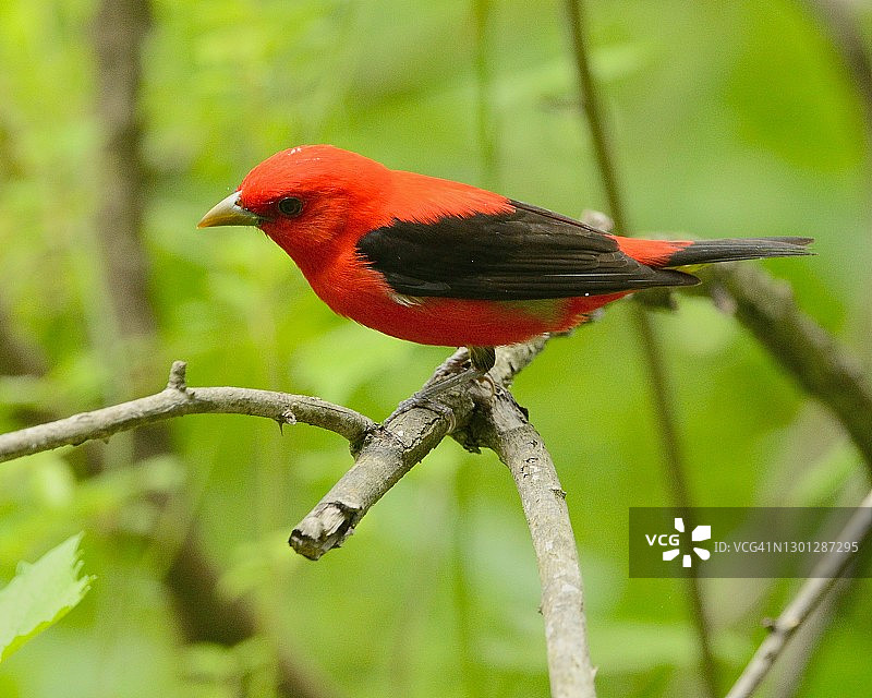鲜红色的猩红比蓝雀图片素材