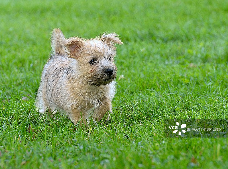 可爱的诺威奇梗犬图片素材