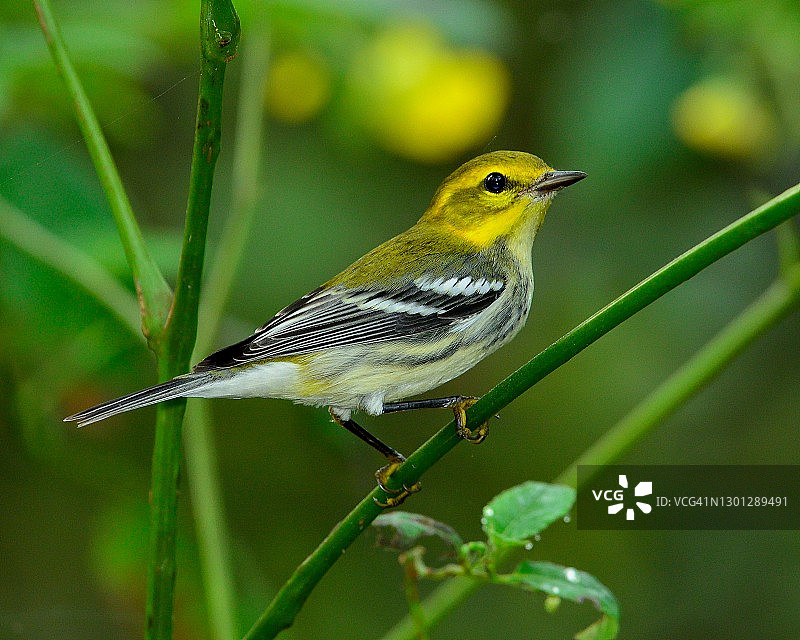 黑喉绿莺图片素材