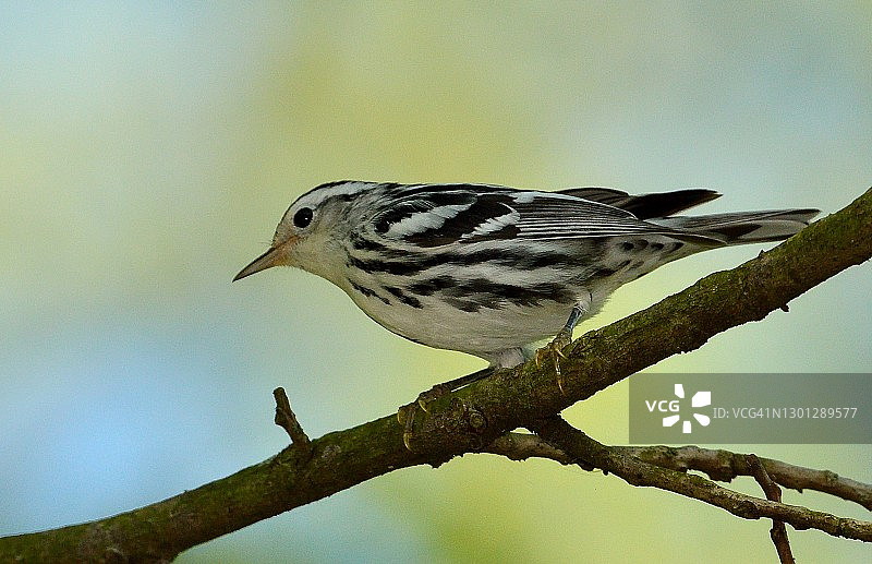 黑白林莺图片素材