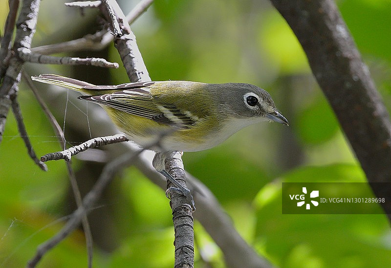 蓝头绿雀图片素材