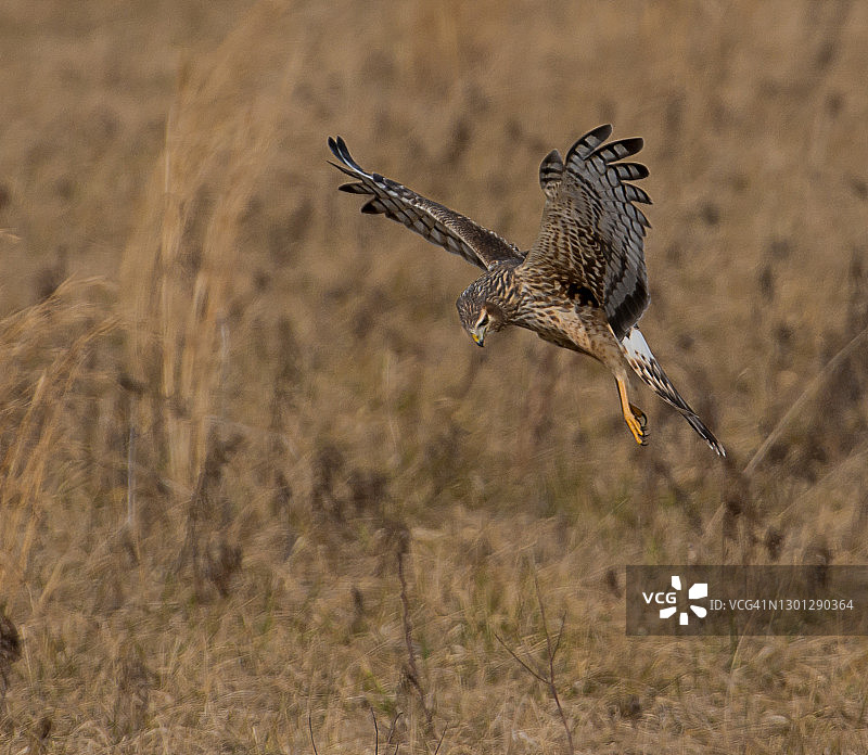 飞行中捕食田鼠的北美鹞图片素材