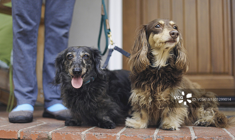 低角度拍摄的长毛腊肠犬散步图片素材