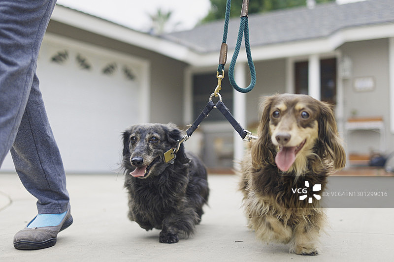 低角度拍摄的长毛腊肠犬散步图片素材
